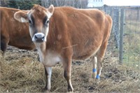 #D152- Cow - Dry - Due to calve: 02-2021