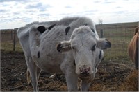 #H1448 -  Bred Heifer - Due to calve: 11-2020