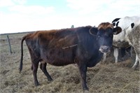 #H315 -  Bred Heifer - Due to calve: 05-2021