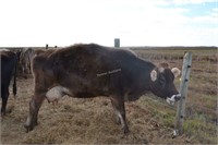 #H325 -Brown Swiss Cow-Due to calve: 04-2021