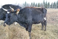 #H6304 -  Bred Heifer - Due to calve: 01-2021