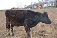 #H152 -  Bred Heifer - Due to calve: 02-2021
