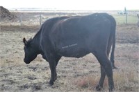 #H145 -  Bred Heifer - Due to calve: 12-2020