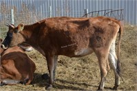 #H329 -  Bred Heifer - Due to calve:12-2020