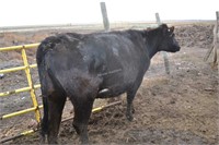 H-139 -  Bred Heifer - Due to calve: 12-2020