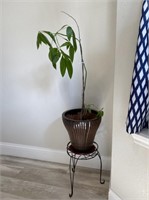 Plant with Stand
