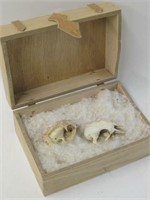 2 Animal Skulls In Wood Box - 2.5" Long Skulls
