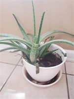 White Plastic Pot, W / Aloe Plant