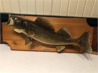 Mounted fish caught in Indiana