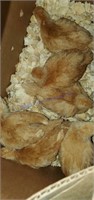 5 Buff Orpington Chicks