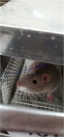Xl Male Rat