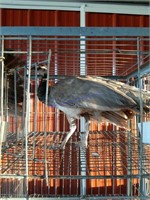 Purple Peahen * 1.5 Yrs Old