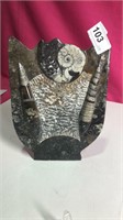 Fossilized Orthoceras and Ammonite Stand 9" Tall