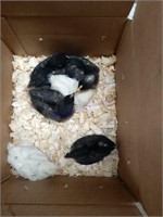 6 Mixed Chicks * 2 Wks Old