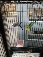2 Unsexed Parakeets W/ Black Cage