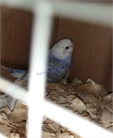 2 Baby Parakeets