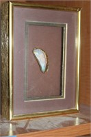 Opalescent shell in the shadowbox