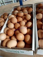 9 Doz Med Brown Eating Eggs