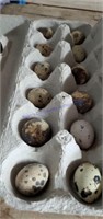 1 Doz Fertile Coturnix Quail Eggs