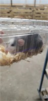 Female Rat