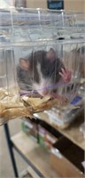 Female Rat