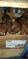 7 Rhode Island Red Pullets