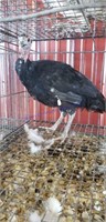 Black Spanish Hen Turkey * 12 Wks Old