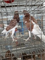 2 Pygmy Pouter Pigeons