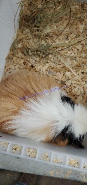 Small Animal Online Auction 10-23-20
