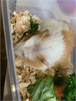 Unsexed American White Crested Guinea Pig
