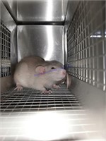 Male Xl Jumbo Rat * See Desricption