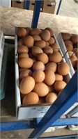 8 Doz Large Brown Eating Eggs