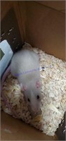 Male Rat * 5-6 Wks Old