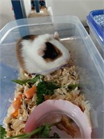 Unsexed American Guinea Pig  1-2 Months Old
