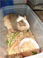 Unsexed American Guinea Pig  1-2 Months Old