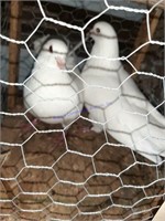 Pr. White Utility King Pigeons