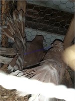 2 Young Unsexed Mindian Fantail Pigeons