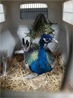 Mature Indian Blue Peacock With Cage