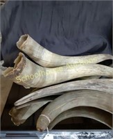 Assorted Horns x4 from 20" to 11"