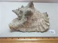 LARGE CONCH SHELL