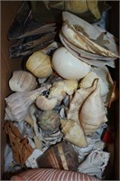 Sea Shells Lot