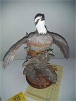Hand carved Bob White (Burns- Feathers & Wood)