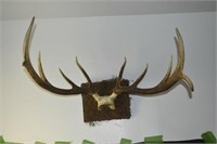 Large Set Of Elk Antlers 4x6