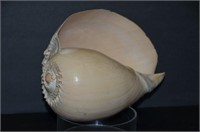 Large Shell Specimen