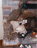 Stunning pheasant display 46" t