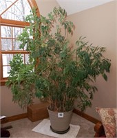Arboricola tree 7-1/2' t w/ planter