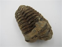 82.67 grams Trilobite Fossil