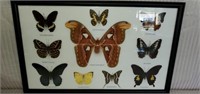 Real Framed & Mounted Butterfly & Moth Insects