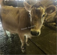 288 -  Jersey Cow - Due to calve: 04-2021