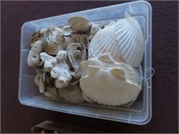 Tub of Shells and Rocks
